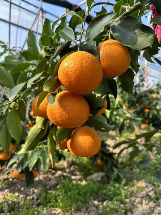 柑橘天花板「红美人」！香甜Q弹 可以吸着喝的爆汁果冻！ 商品图5