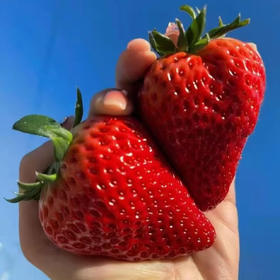 丹东红颜九九草莓 净重1.8-2.6斤实惠装/礼盒装