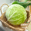 大理生态露天水果甘蓝（包菜）| 合作农友生产，来自云南大理，生产者：大熊 *【公平贸易农人定价】 商品缩略图8