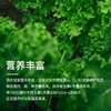【福东海】羽衣甘蓝粉80克（5克×16条） 商品缩略图3
