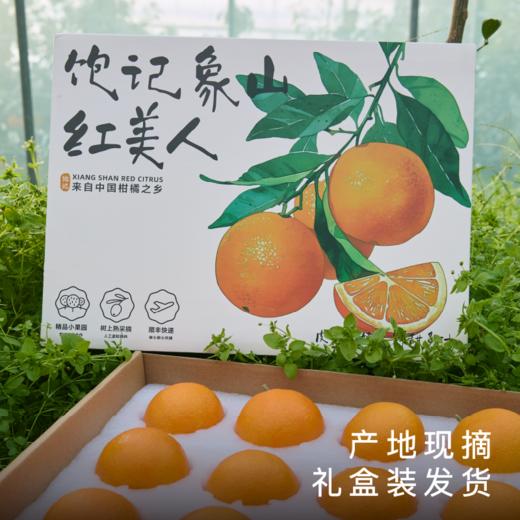 【顺丰发货】饱记正宗象山红美人柑橘5斤装 商品图4