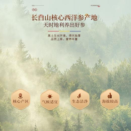 【福东海】西洋参250克（0.8-1.0cm）/瓶 商品图2