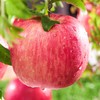 【泾川馆—艺果优品】甘肃泾川红富士苹果产地直发 商品缩略图3