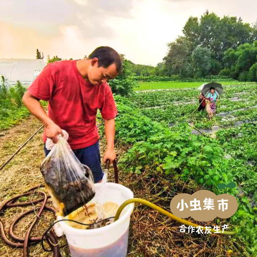 生态贵族南瓜（老南瓜）4-4.5斤 | 合作农友生产，产自四川成都，生产者：梁植、孙婉莹 *【公平贸易农人定价】 商品图8