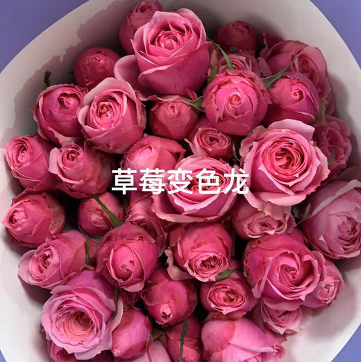 多头玫瑰.草莓变色龙 商品图0