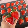 【🍓丹东红颜九九草莓🍓】  精挑细选9甜1酸 乒乓球一样大的草莓 商品缩略图5