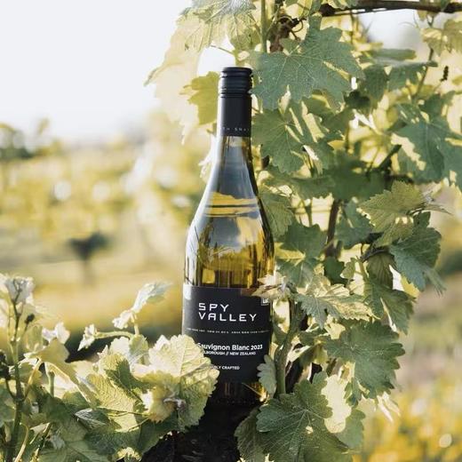 碟谷新西兰马尔堡长相思白葡萄酒750ml清新果香口感醇厚 商品图1