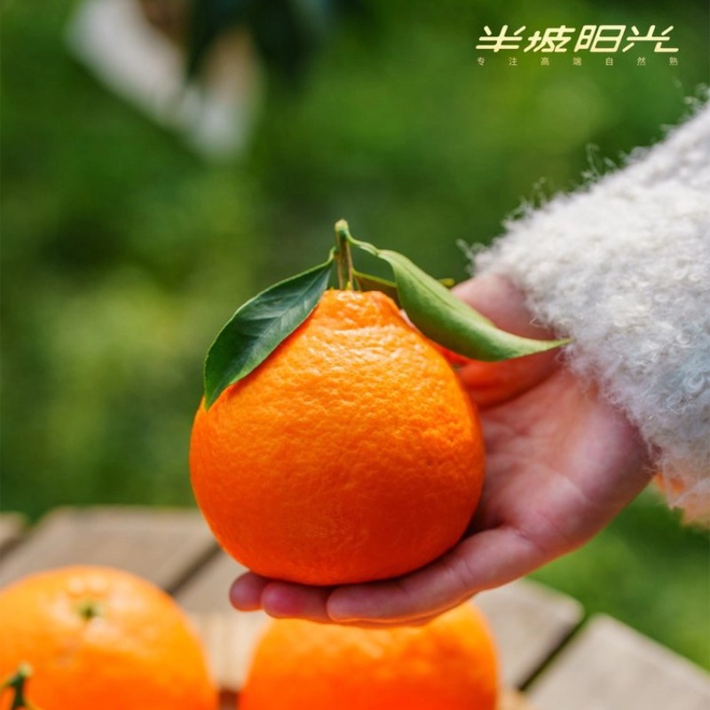 【顺丰快递】半坡阳光｜冬见·红美人 2.0智能分级测糖时代真正的树上自然成熟 重新定义眉山果冻橙 ABPYG