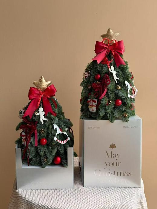 进口圣诞节诺贝松圣诞树圣诞圣典1颗（下单一周内发货） 商品图1