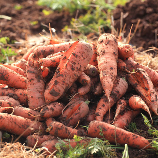 【妙耕自种】有机水果胡萝卜红萝卜有机认证 5斤装 商品图3