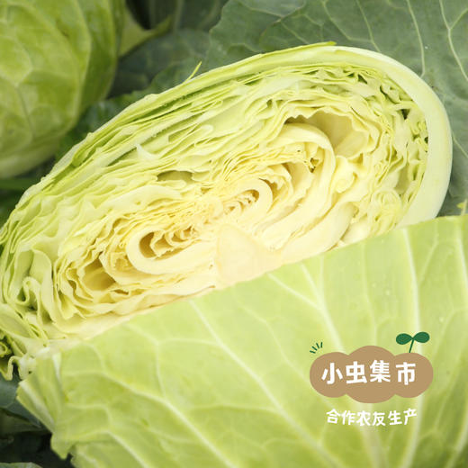 大理生态露天水果甘蓝（包菜）| 合作农友生产，来自云南大理，生产者：大熊 *【公平贸易农人定价】 商品图6