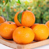 【精选品质】探味君 广西武鸣沃柑 净重4.5斤 香甜多汁 商品缩略图0