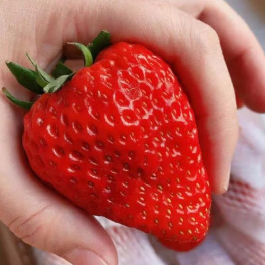 丹东红颜九九草莓 净重1.8-2.6斤实惠装/礼盒装 商品图3