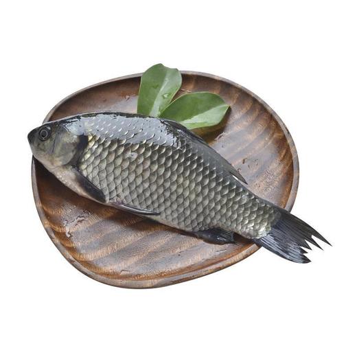 通威鲫鱼 【默认剖杀】 商品图2