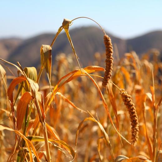 【妙耕自种】生态黄小米自然农法种植 商品图3