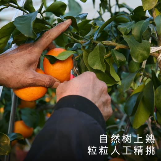 【顺丰发货】饱记正宗象山红美人柑橘5斤装 商品图3