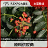 红花椒精油 单方精油原料批发芳疗护理调香香薰 大篷车精油 商品缩略图0