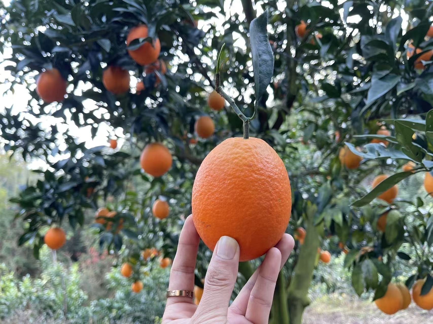 台湾蜜丁橙9.8元1袋2.9-3.1斤，明天到