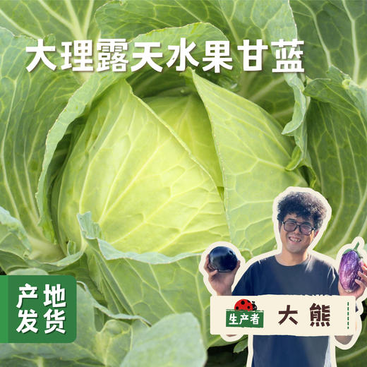 大理生态露天水果甘蓝（包菜）| 合作农友生产，来自云南大理，生产者：大熊 *【公平贸易农人定价】 商品图0