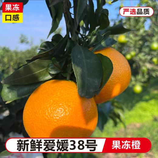 四川爱媛果冻橙5斤装【分仓直发，72小时发货，周末节假日不发货】 商品图2