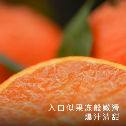 【顺丰发货】饱记正宗象山红美人柑橘5斤装 商品图2