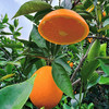 雷波脐橙 商品缩略图14