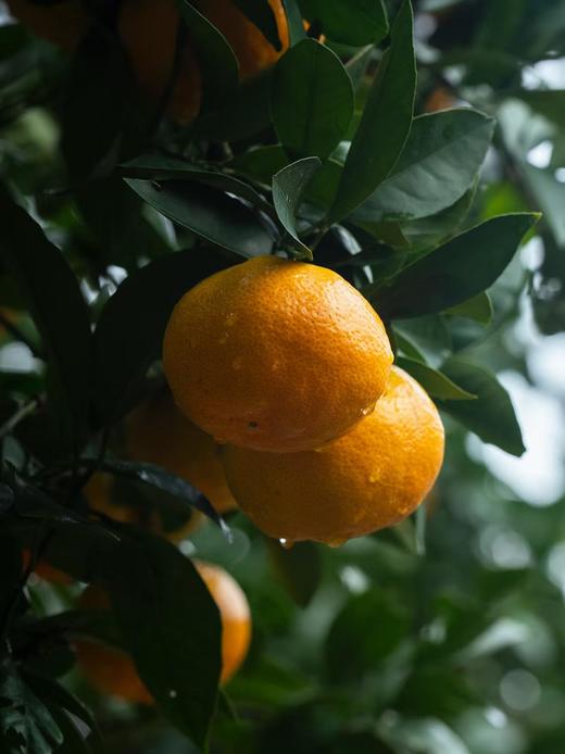 【正宗临海涌泉蜜桔】【老树果】2025年新鲜采摘国家地理标志产品  天下一奇，吃桔带皮，临海被誉为“江南桔乡”“无核蜜橘之乡” 商品图12