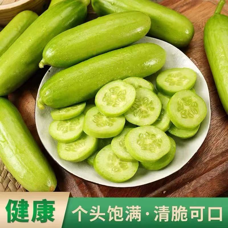 青一口瓜奶油黄瓜|皮薄肉嫩汁水充沛.咬一口清甜多汁【4.4-4.6不发货，7号正常发货】