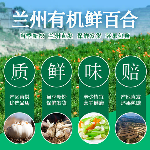 良工尚品兰州有机鲜百合80g 商品图7