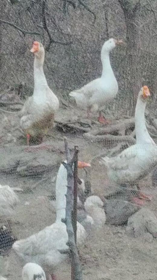 瓦房店许屯农家散养大公鸡/母鸡溜达鸡/大鹅，粮食喂养，味道就是好，多年好口碑，放心买！邮速达辽宁省内包邮 商品图12