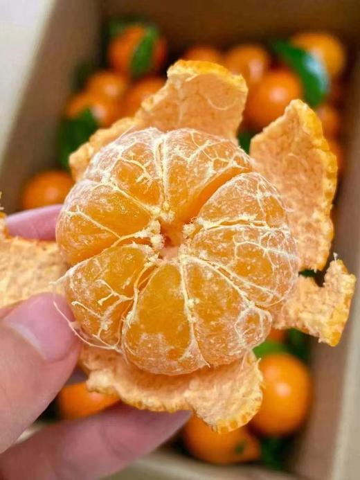 【源头直发】广西砂糖桔 细嫩化渣 口口爆汁 顺丰包邮 YM 商品图2