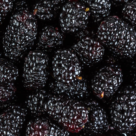 礼道和-人参黄精桑椹茶300g-YGF 商品图2