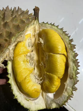 鲜猫山王榴莲，绵密丝滑像融化的黄油，甜中带点微苦还回甘