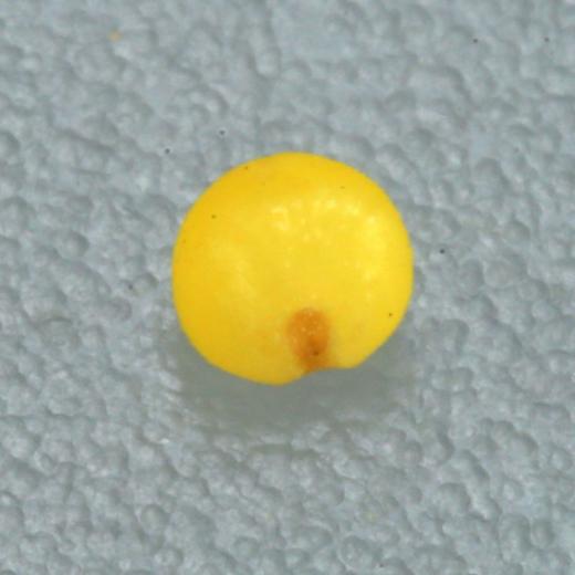 【妙耕自种】生态黄小米自然农法种植 商品图1