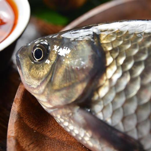 通威鲫鱼 【默认剖杀】 商品图5