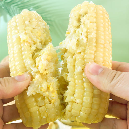 【风味人间】内蒙古特产 甜糯玉米有机糯玉米 来自河套平原黄金玉米带 口感甜糯 商品图3