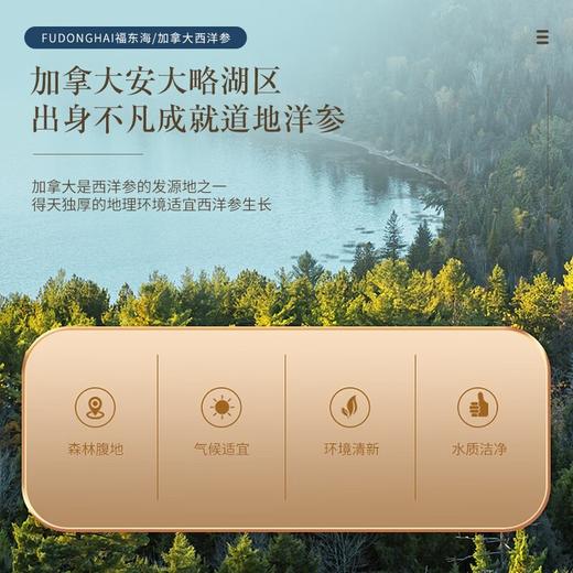 【福东海】加拿大西洋参（0.6-0.8薄片）100克/瓶 商品图4