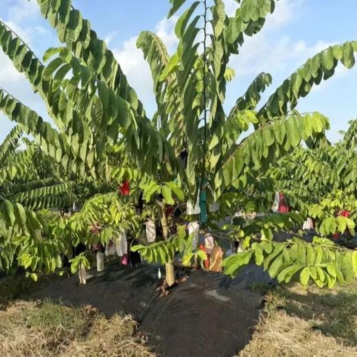 凤梨释迦果 ， 水果届的甜蜜代表，一口便能俘获你的味蕾，伴着热带的风情！ 商品图5