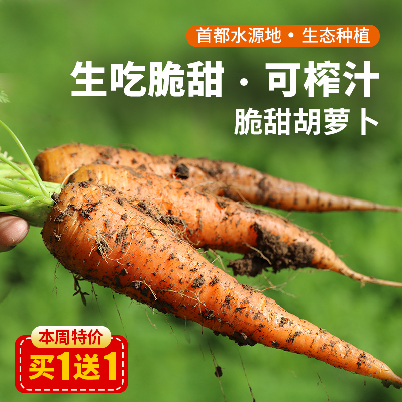 农家新鲜现拔胡萝卜  圆润可爱  脆嫩不糠心  清脆甘甜  多汁爽口 个头小 1斤