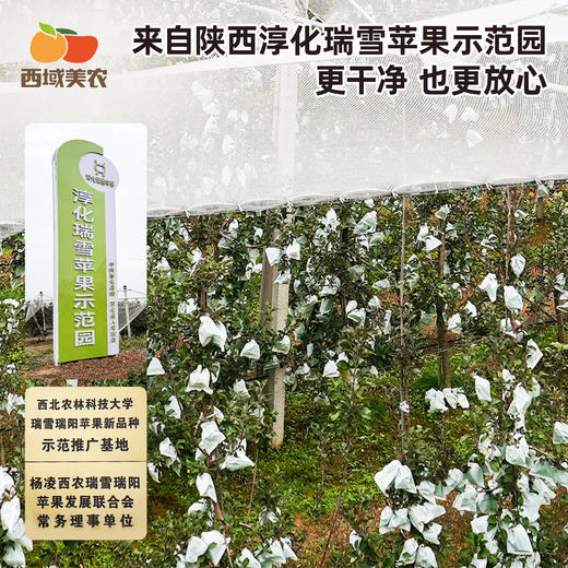 【甄选】瑞香红 三拼苹果 一次吃到多种风味 瑞雪 瑞香红 红富士  顺丰包邮 口感清脆 甜度高 清爽多汁 果味浓郁 商品图4