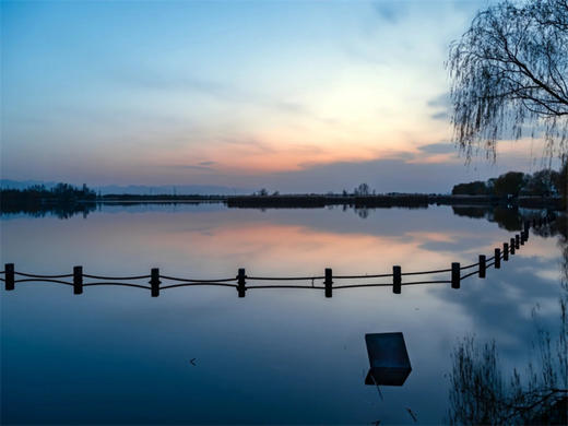 【中午出发野鸭湖日落1日】橘子日落-网红打卡拍芦苇漫天の闯入金色芦苇荡的冬日童话 商品图6