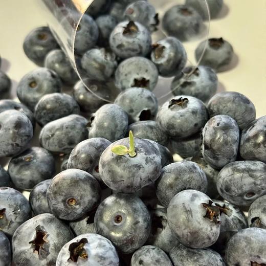 云南雪山蓝莓【18mm+ 大果】脆甜，花香味浓！ 商品图6