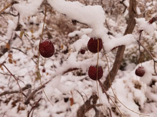 合作产品/ 冬月吊干枣 商品图4