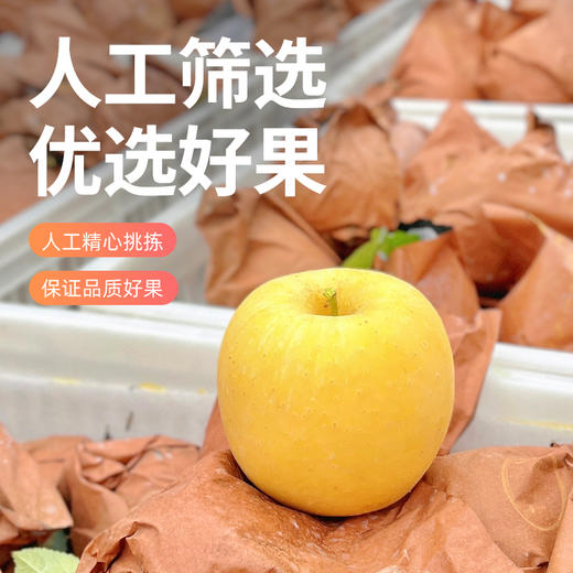 苹果界果王-黄金维纳斯 商品图3