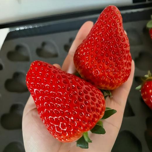 【🍓丹东红颜九九草莓🍓】  精挑细选9甜1酸 乒乓球一样大的草莓 商品图0