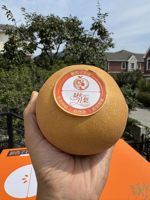 秋月梨 单颗8两以上礼盒品质果 脆嫩无渣 商品图1