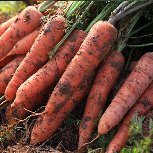 【妙耕自种】有机水果胡萝卜红萝卜有机认证 5斤装 商品图4