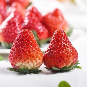 双流巧克力草莓大果 约500g/盒（单果20-25g  20粒）