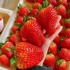 丹东红颜九九草莓 净重1.8-2.6斤实惠装/礼盒装 商品缩略图4