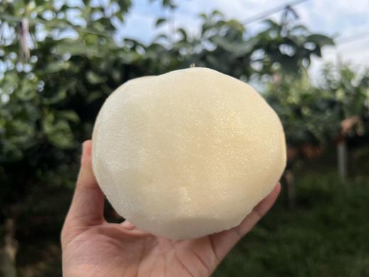 秋月梨 单颗8两以上礼盒品质果 脆嫩无渣 商品图4